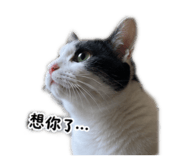 858125638