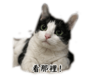858125646
