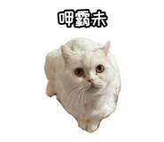 858126019