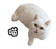 858126023