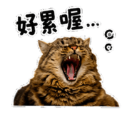 858146416