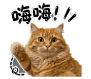 858146425