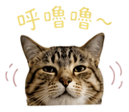 858154550