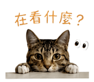 858154553