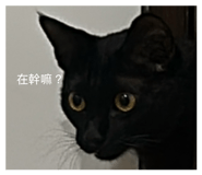 858158150