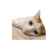 858165726