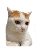 858165727