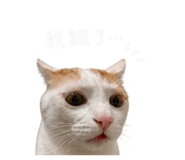 858165731