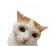 858165733