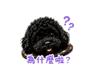 858169996