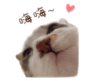 858177306
