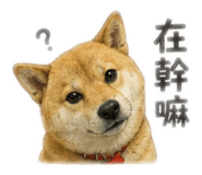 858182512