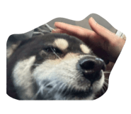 858182833