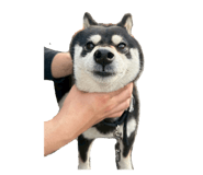 858182837