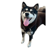 858182840