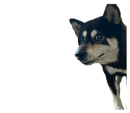 858182844