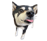 858182846