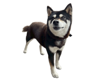 858182848