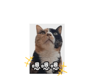 858194777