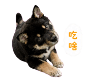 858217415