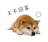 858223122