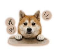 858223127