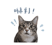 858236278