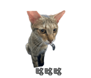 858241333