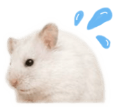 858243007