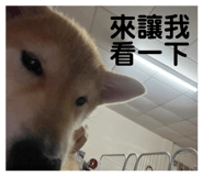 858245509