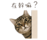 858250249