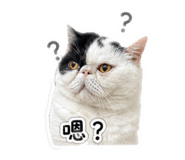 858252428