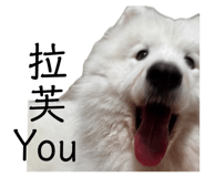 858256205