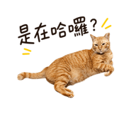 858273594