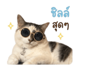 858290008