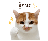 858290697