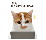 858290700