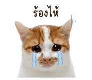 858290705