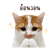 858290706