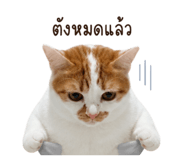 858290707