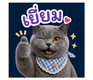 858293557