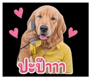 858296213