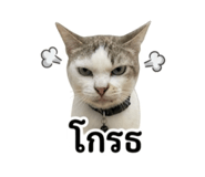 858307516