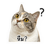 858313886