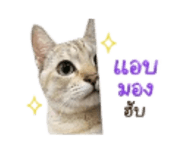 858315592