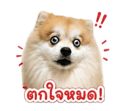 858316337