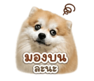858316338