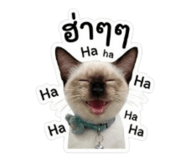 858317171