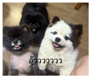 858328554