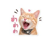 858335556